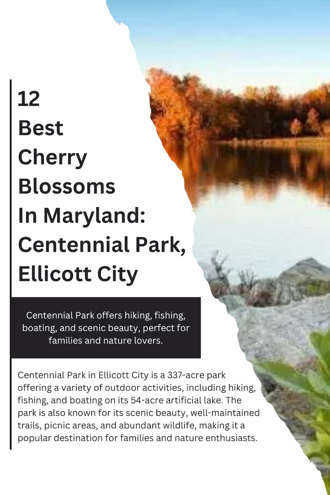 12 Best Cherry Blossoms In Maryland Centennial Park Ellicott City