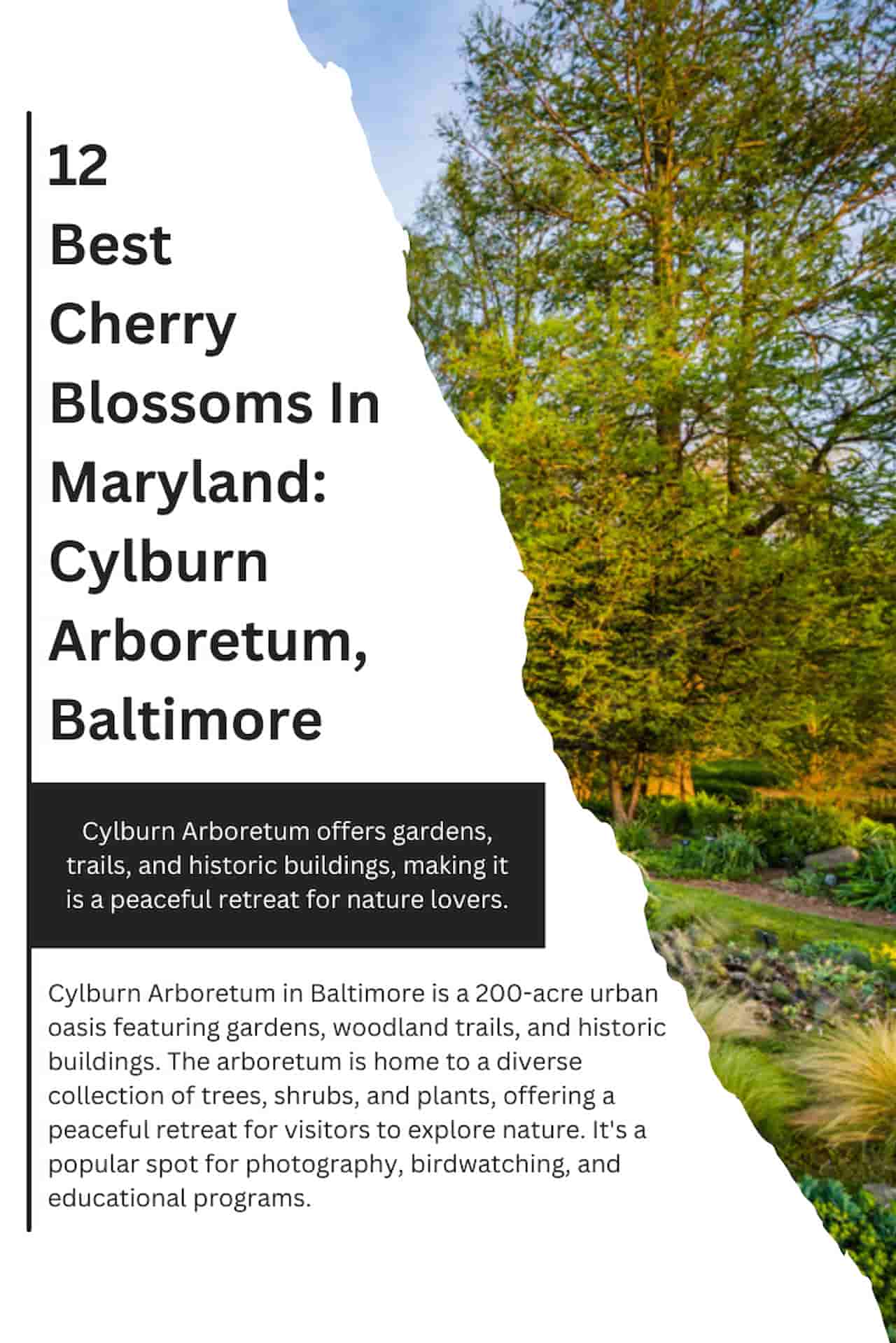 12 Best Cherry Blossoms In Maryland Cylburn Arboretum Baltimore
