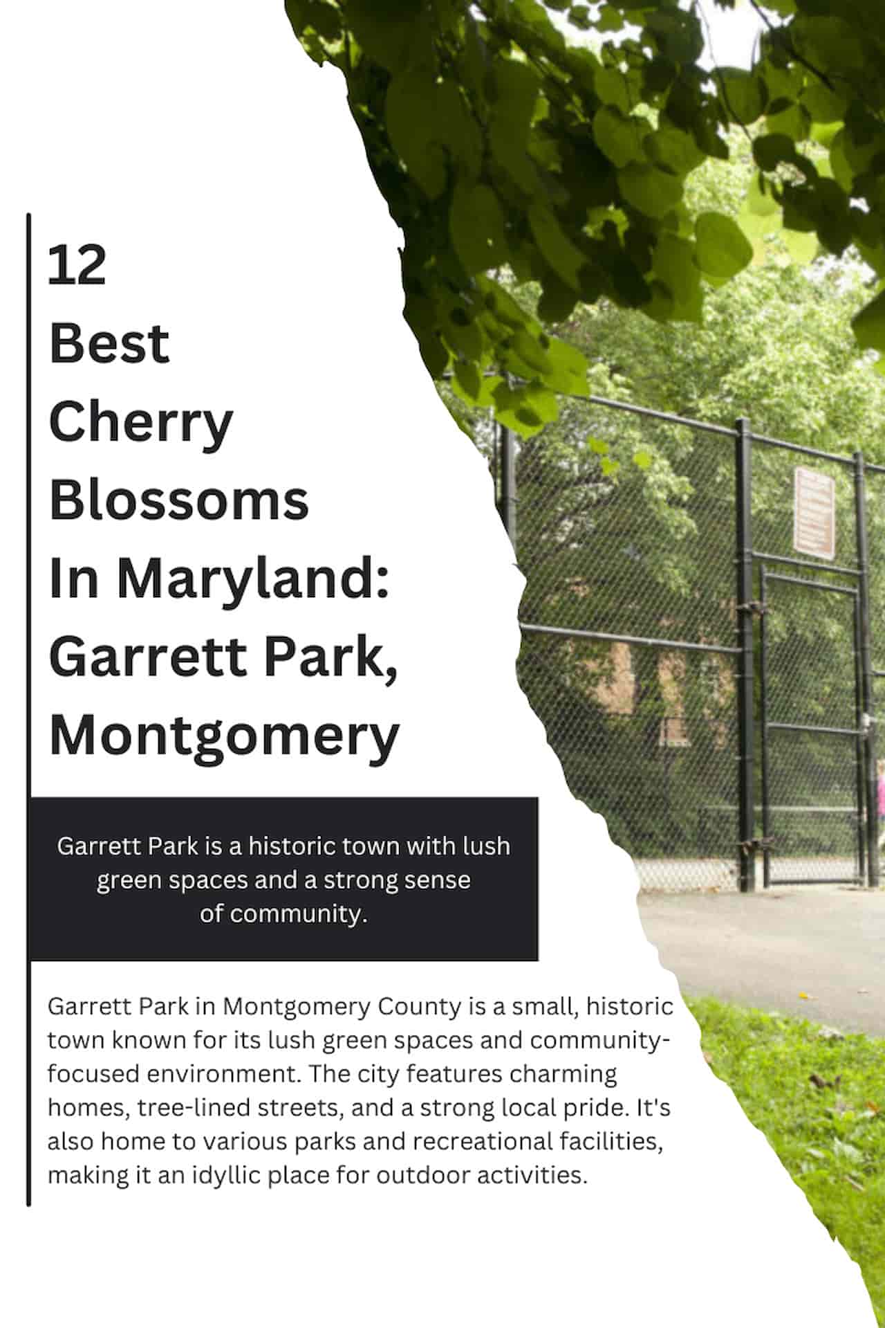 12 Best Cherry Blossoms In Maryland Garrett Park Montgomery